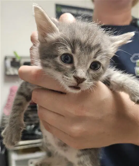 Yellow - Domestic Short Hair