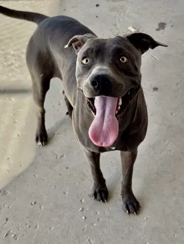 Sapphire - Staffordshire Bull Terrier