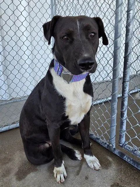 Amara - Pit Bull Terrier