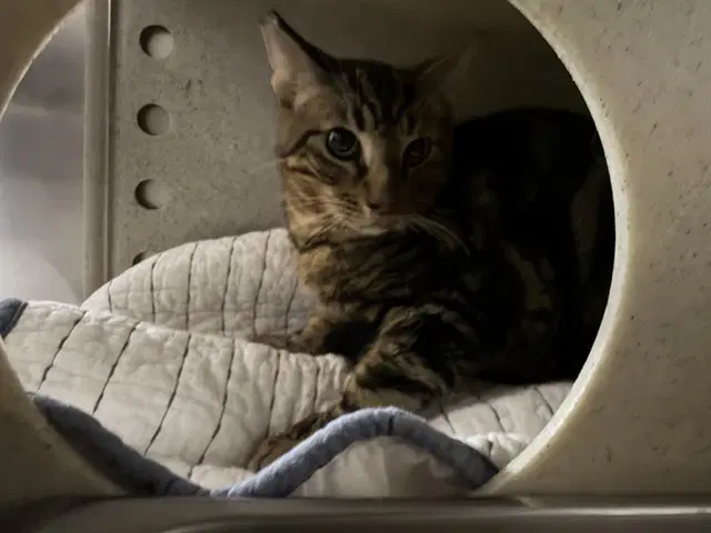 Oliver - Domestic Short Hair