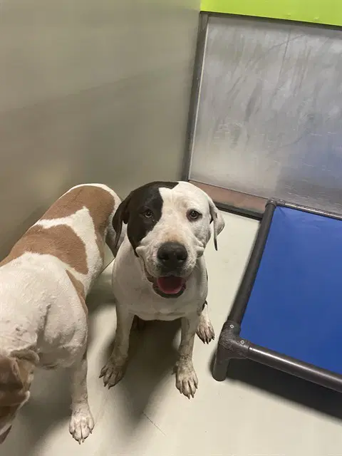 Cady - Pit Bull Terrier