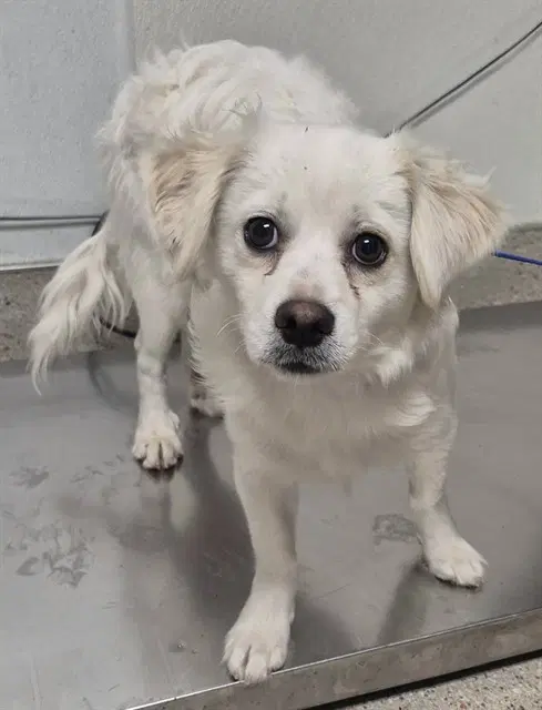 Sniffy - Maltese
