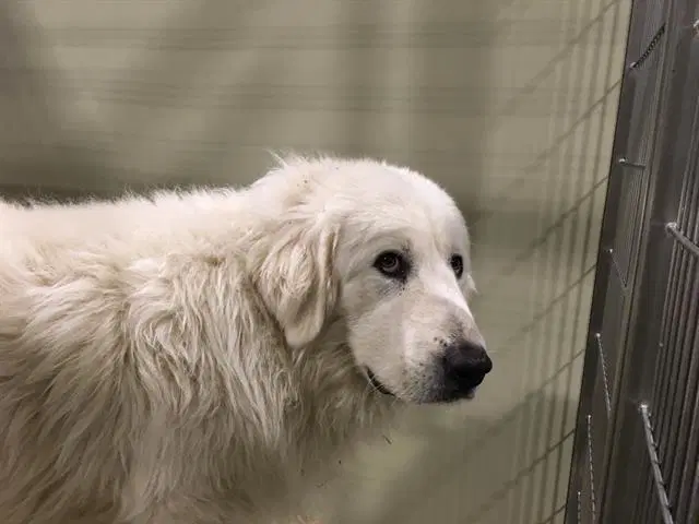 Conchas - Great Pyrenees