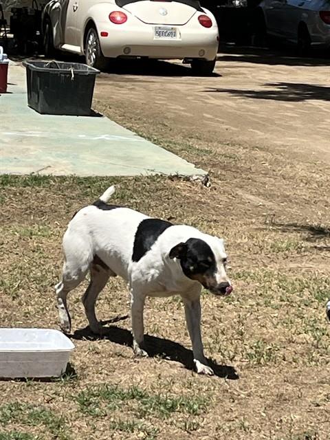 Dog