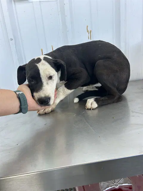 Kaelle - Pit Bull Terrier