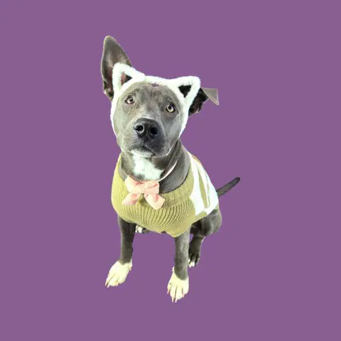 Coco - Pit Bull Terrier