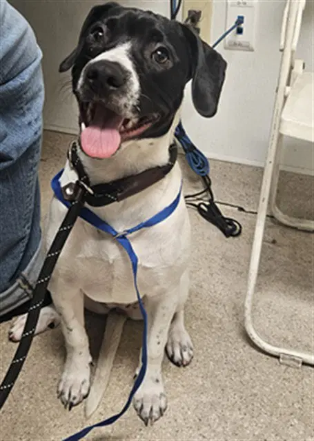 Moo Moo - German Shorthaired Pointer