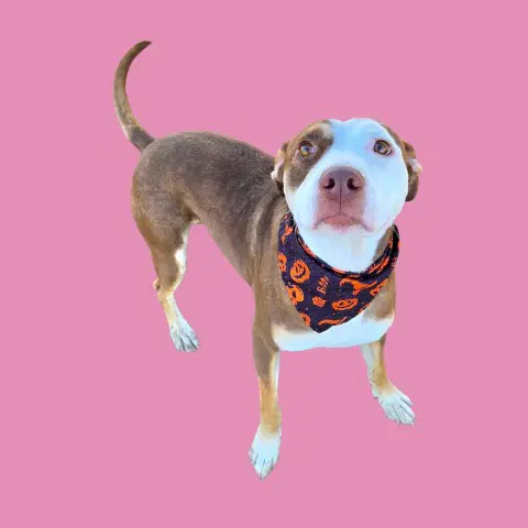 Pink - Pit Bull Terrier