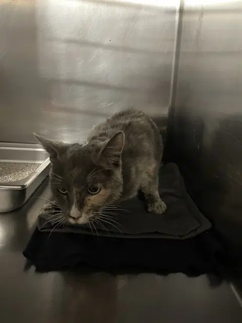 Azucar - Domestic Short Hair