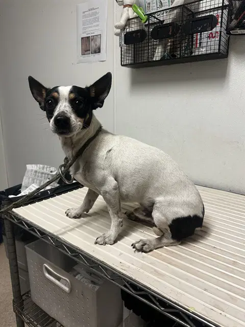 Pluto - Chihuahua