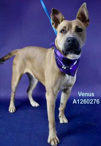 Venus - Pit Bull Terrier