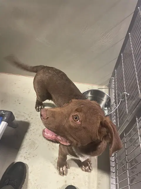 Folger - Labrador Retriever