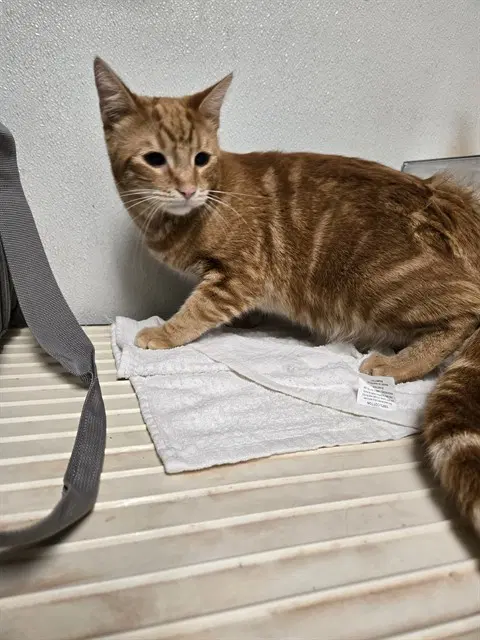 Cheeto - Domestic Short Hair