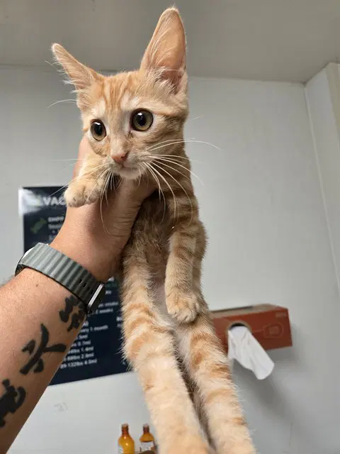 Tim - Domestic Short Hair