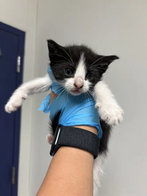 Pauly - Domestic Short Hair