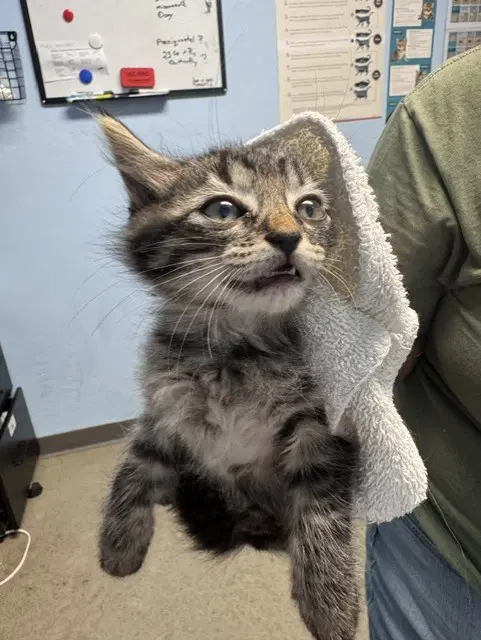 Derreck - Domestic Short Hair