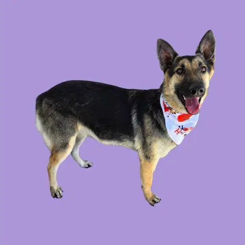 Bobo - German Shepherd Dog