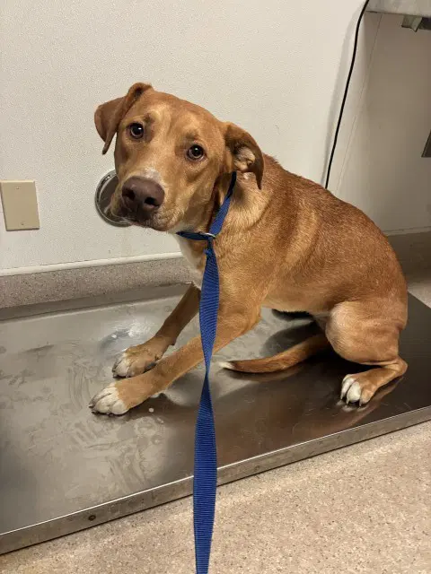 Brandy - Labrador Retriever