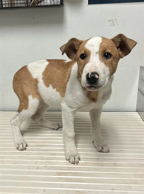 Annie - Pit Bull Terrier