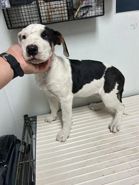 Banni - Pit Bull Terrier