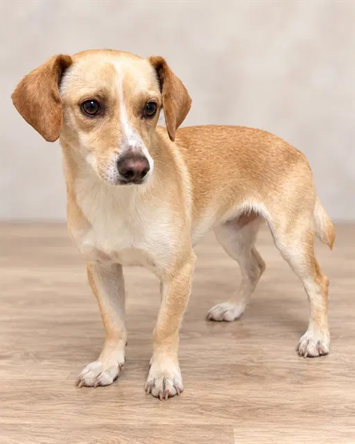 Yam - Chihuahua