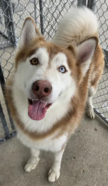 Yukon - Husky