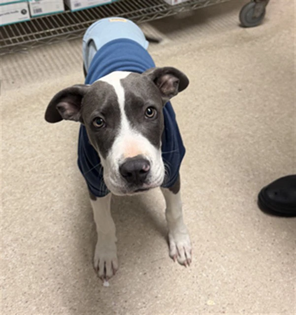 Sebastian
