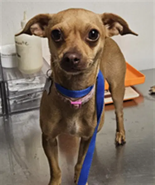Chiquita - Chihuahua