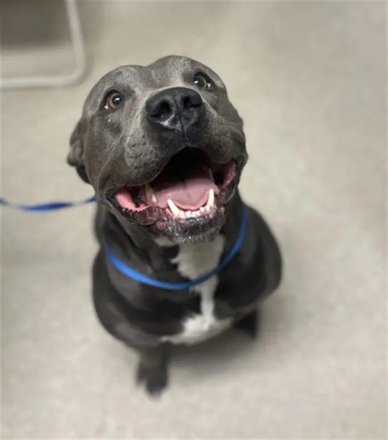 Bubby - Pit Bull Terrier
