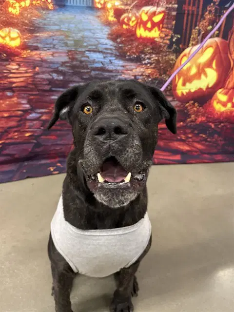 Bruce - Cane Corso Mastiff