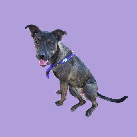 SADIE