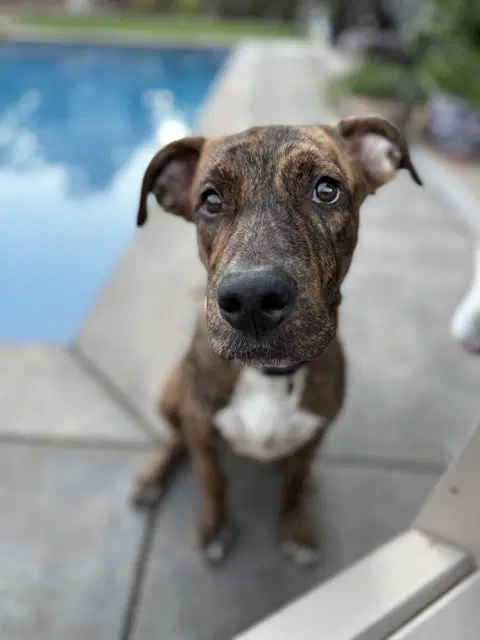 Dennis - Pit Bull Terrier