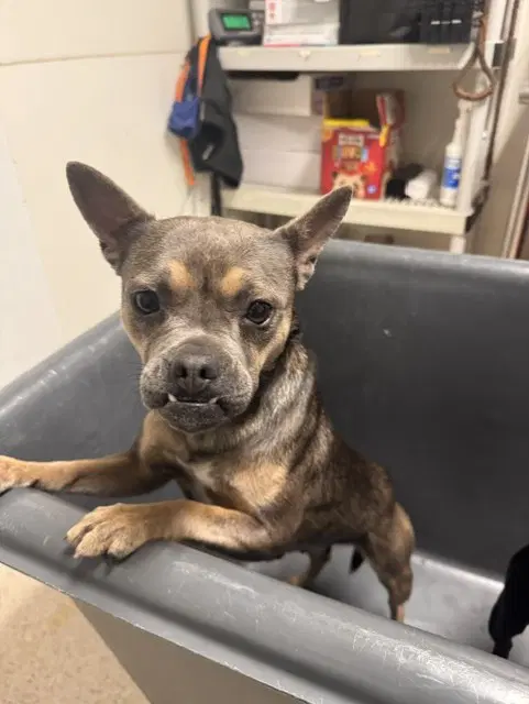 Air - Chihuahua