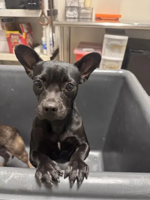 Nala - Chihuahua
