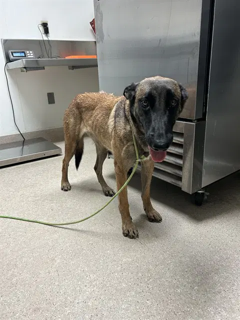 Pixie - Belgian Shepherd Malinois