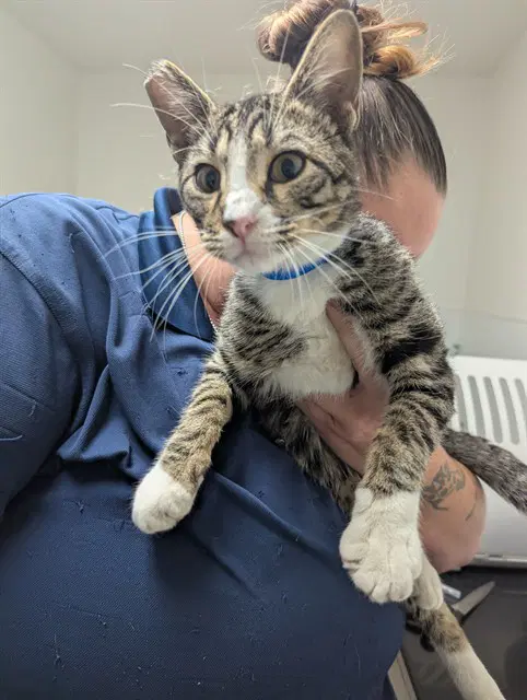 Sheba - Domestic Short Hair