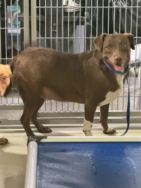 Coco - Labrador Retriever