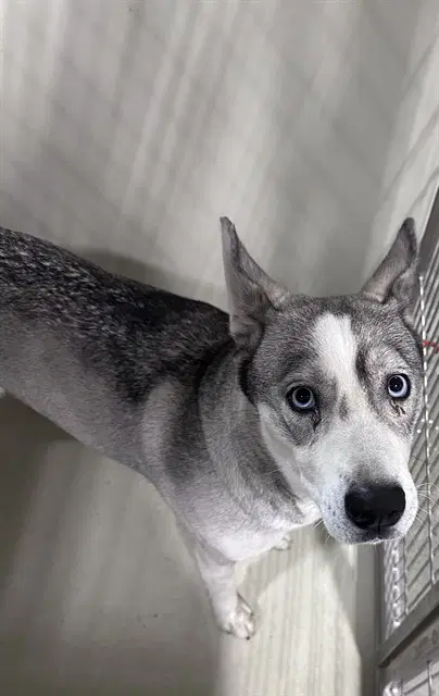 Angel - Siberian Husky