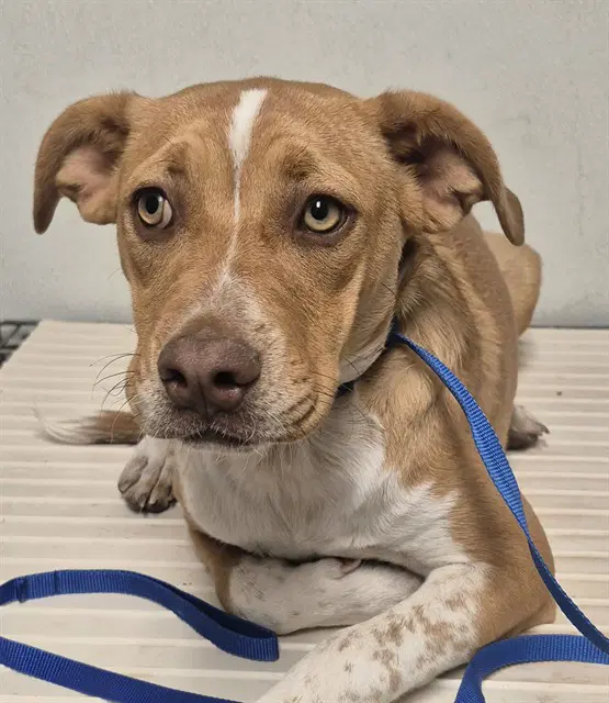 Lainey - Pit Bull Terrier