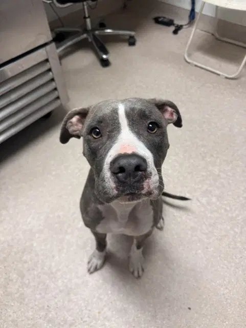 Mulan - Pit Bull Terrier
