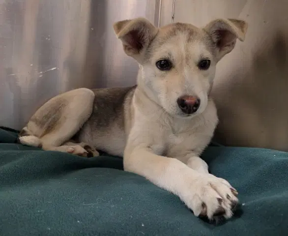 Aries - Husky