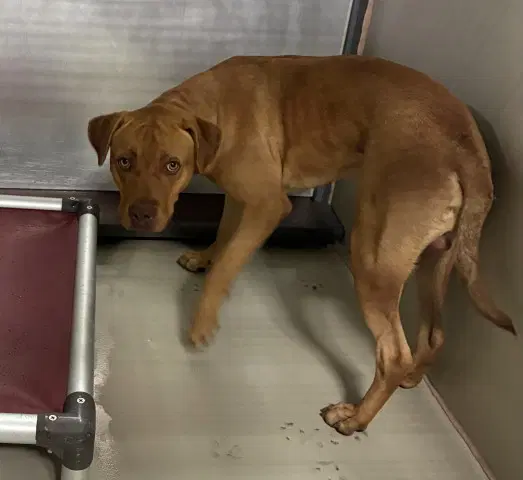 Churro - Pit Bull Terrier