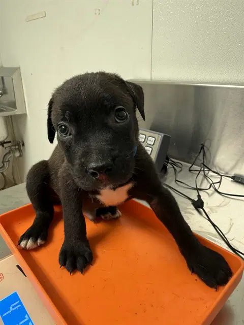 Lima Bean - Pit Bull Terrier