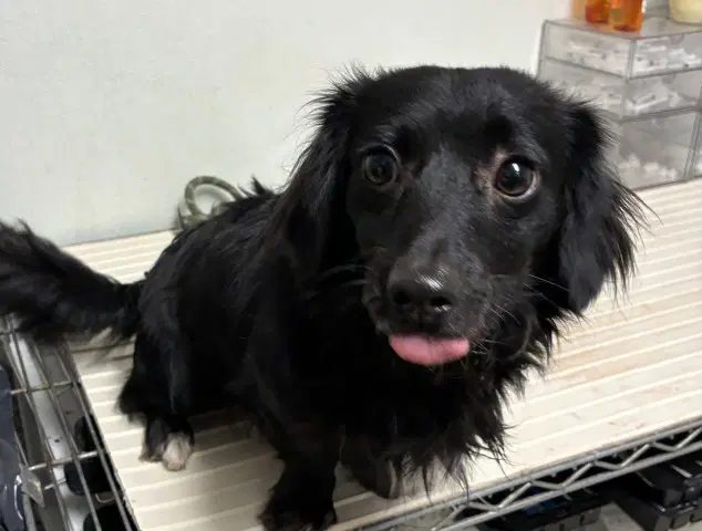Capricorn - Dachshund