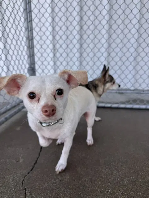Humphrey - Chihuahua