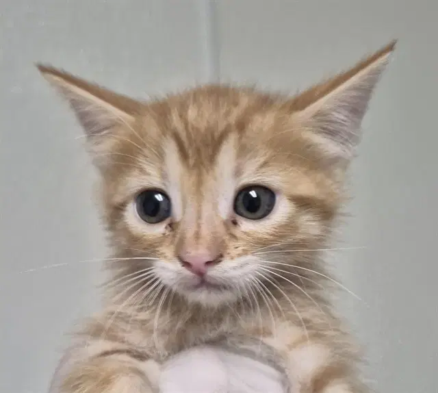 Amber - Domestic Short Hair