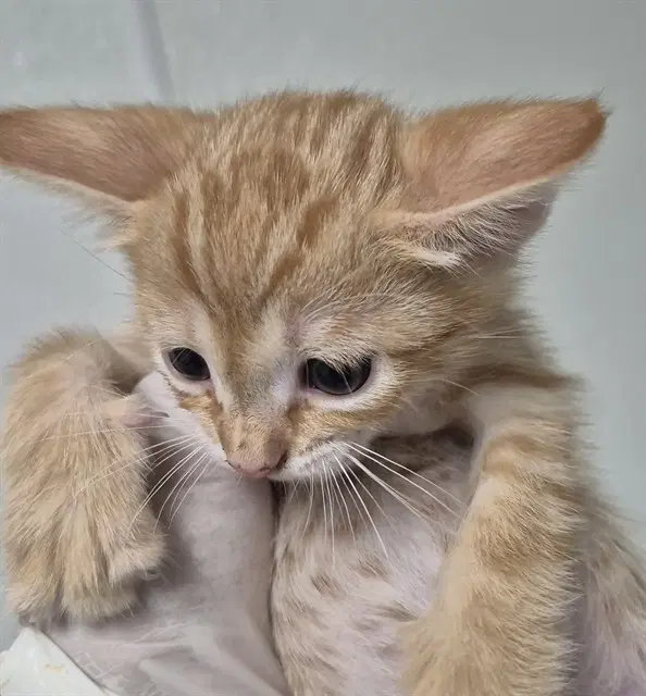 Garfield - Domestic Short Hair