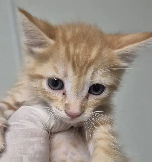 Simba image 1