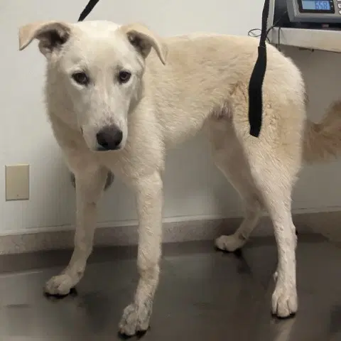 Bolt - Great Pyrenees