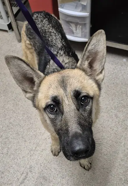 West - German Shepherd Dog